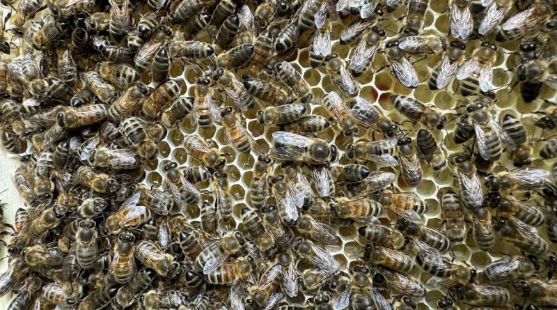 bees on the honeycomb | Beekeeping project of Greenbank Prep School