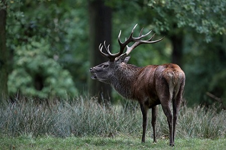 Stag in the Parkland