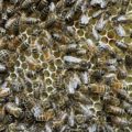 bees on the honeycomb | Beekeeping project of Greenbank Prep School