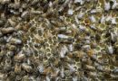 bees on the honeycomb | Beekeeping project of Greenbank Prep School