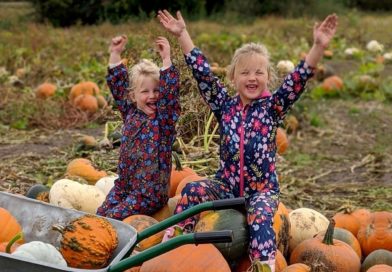 Pumpkin Patch at the Farm, Tatton Park