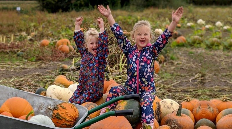 Pumpkin Patch at the Farm, Tatton Park